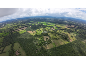 Venta de Finca de Palmas Aceiteras Aserrío - Chiriquí.