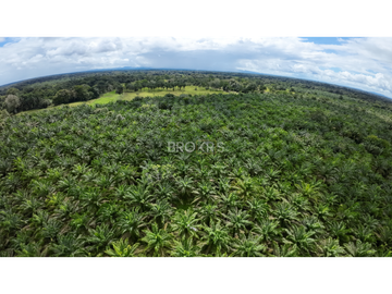 Venta de Finca de Palmas Aceiteras Aserrío - Chiriquí.