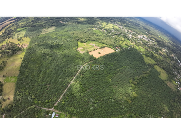 Venta de Finca de Palmas Aceiteras Aserrío - Chiriquí.