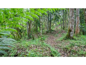 VENTA FINCA EN LA VEREDA EL CERRO - CARMEN DE VIBORAL