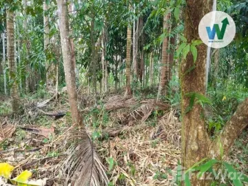 Land for sale in Ko Tao, Phatthalung
