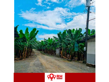 BANANERA EN ALQUILER EN BABAHOYO, LOS RIOS