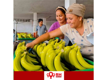 BANANERA EN ALQUILER EN BABAHOYO, LOS RIOS