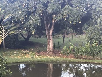 Venta finca Támesis. 37.274 m2. $1.800 millones