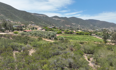 3780 m2 Con planta endémica entre viñedos  en Valle de Guadalupe.