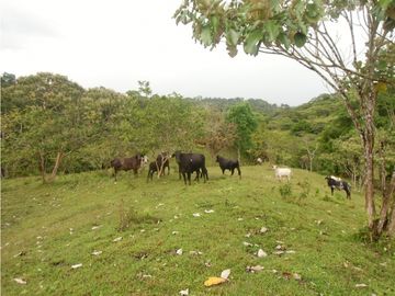 Se VENDE Finca en La Pintada, Coclé