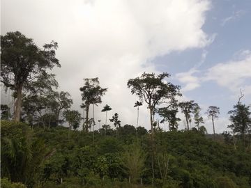Se VENDE Finca en La Pintada, Coclé