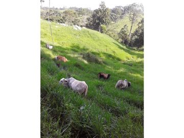 VENTA FINCA LLANO GRANDE