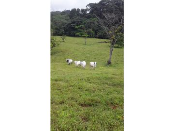VENTA FINCA LLANO GRANDE