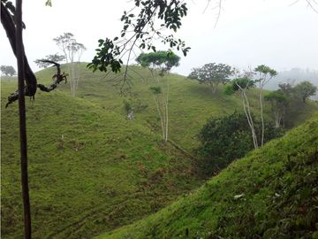 VENTA FINCA LLANO GRANDE
