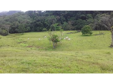 VENTA FINCA LLANO GRANDE