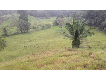 VENTA FINCA LLANO GRANDE