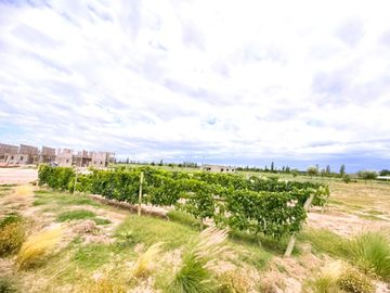 VENTA LOTE JUNIN MENDOZA