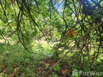 Land for sale in Suan Taeng, Chumphon