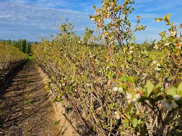 CAMPO AGRÍCOLA, VIÑEDO EN VENTA, PENCAHUE, 100 HA