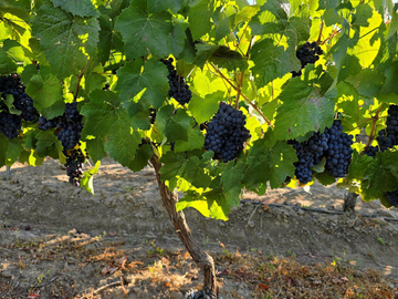 CAMPO AGRÍCOLA, VIÑEDO EN VENTA, PENCAHUE, 100 HA