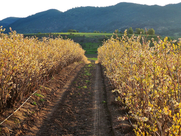CAMPO AGRÍCOLA, VIÑEDO EN VENTA, PENCAHUE, 100 HA