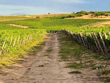 CAMPO AGRÍCOLA, VIÑEDO EN VENTA, PENCAHUE, 100 HA