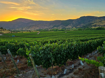 CAMPO AGRÍCOLA, VIÑEDO EN VENTA, PENCAHUE, 100 HA