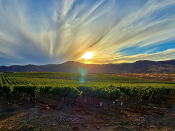 CAMPO AGRÍCOLA, VIÑEDO EN VENTA, PENCAHUE, 100 HA