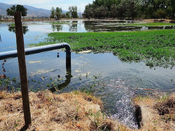 CAMPO AGRÍCOLA, VIÑEDO EN VENTA, PENCAHUE, 100 HA