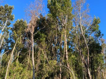 Parcela en venta  en LOS MUERMOS