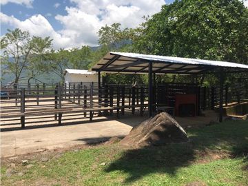 venta Finca Venecia, suroeste antioqueño