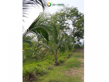 PROPIEDAD RURAL EN VENTA N788