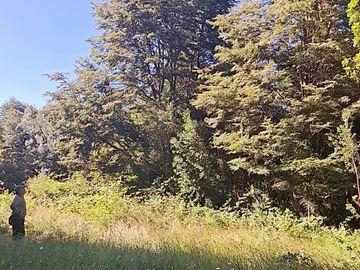 Parcela en venta  en RÍO BUENO