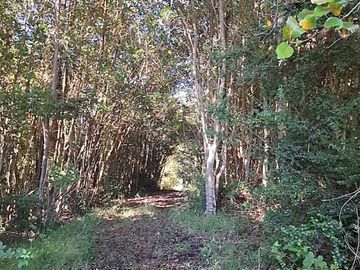 Parcela en venta  en RÍO BUENO