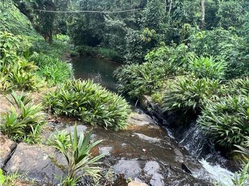 FINCA / COCLE / LA PINTADA / 17 HECTAREAS / FRENTE AL RIO