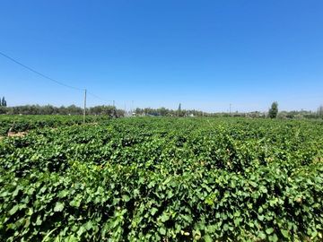 FINCA EN PRODUCCION SAN MARTIN - MENDOZA