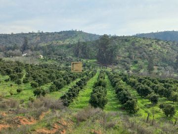 Fundo de 49 Hectáreas en Venta, con paltos en producción y área turística.