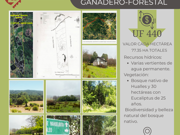 INVERSION VENTA TERRENO AGRICOLA-GANADERO-FORESTAL-77,35 HA