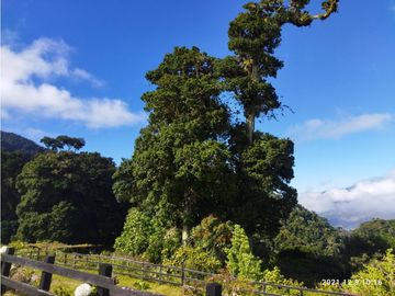 VENDO FINCA- RESPINGO CHIRIQUI