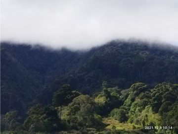 VENDO FINCA- RESPINGO CHIRIQUI