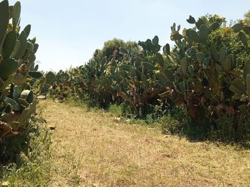 VENTA DE CAMPO 30 HAS EN VILLA DEL SOTO CORDOBA