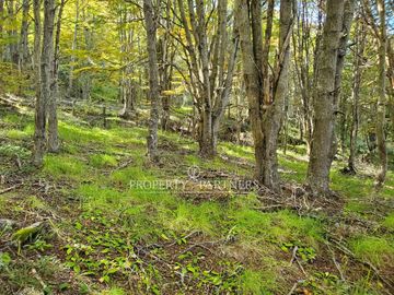 Patagonia,1.5ha camino a centro de esquí El Fraile