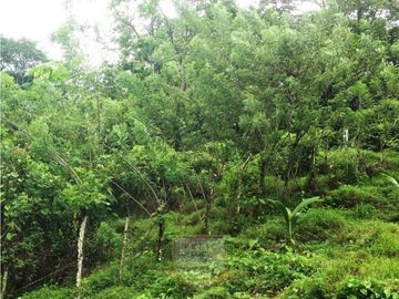 Vendo finca en Bocas del Toro Isla Bastimento L.T