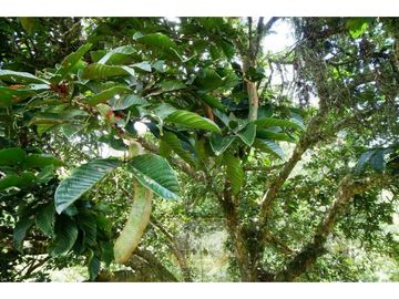 Vendo finca en Bocas del Toro Isla Bastimento L.T