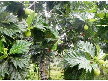 Vendo finca en Bocas del Toro Isla Bastimento L.T