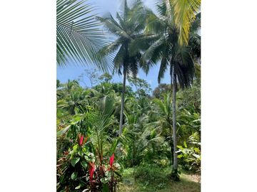 Vendo finca en Bocas del Toro Isla Bastimento L.T