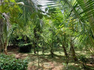 Vendo finca en Bocas del Toro Isla Bastimento L.T