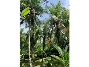 Vendo finca en Bocas del Toro Isla Bastimento L.T