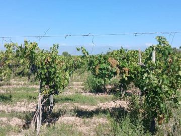 VENTA Finca 23 Ha – COLONIA MOLINA, GUAYMALLÉN