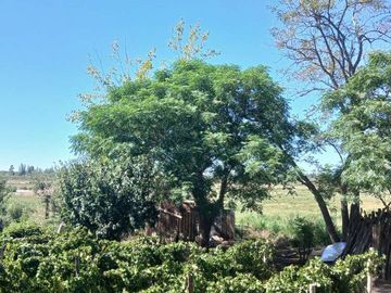VENTA Finca 23 Ha – COLONIA MOLINA, GUAYMALLÉN