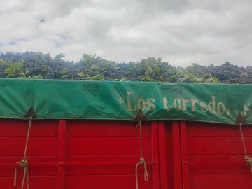 VENTA Finca 23 Ha – COLONIA MOLINA, GUAYMALLÉN