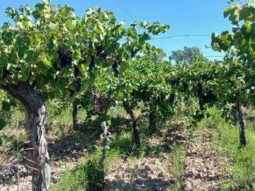 VENTA Finca 23 Ha – COLONIA MOLINA, GUAYMALLÉN