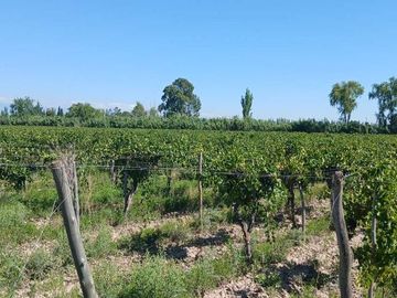 VENTA Finca 23 Ha – COLONIA MOLINA, GUAYMALLÉN