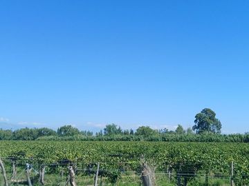 VENTA Finca 23 Ha – COLONIA MOLINA, GUAYMALLÉN